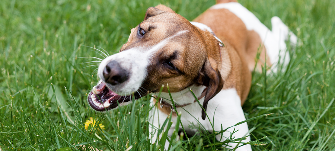 Que Significa Que Un Perro Coma Pasto